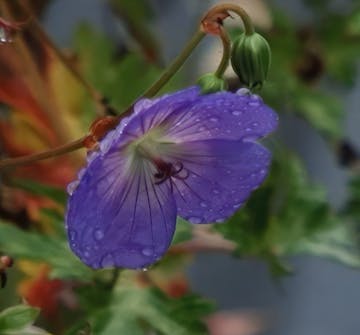 Oppbygging av staudebed storkenebb Oppbygging av staudebed storkenebb